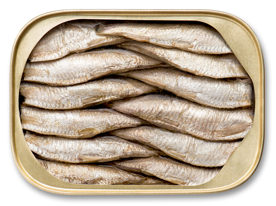 brisling sardines in water open can